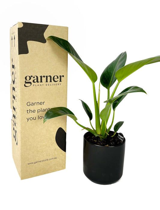 PROUD - Red Core Congo Plant