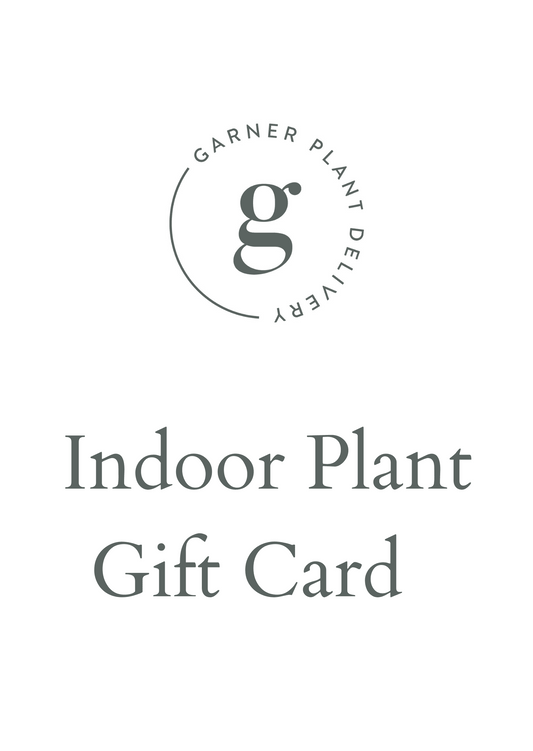 Indoor plant  gift card Melbourne | indoor plant delivery Melbourne | house plant gift card | house plant subscription | house plant gift delivery Melbourne | potted plant gift card | plant gift card Melbourne | plant delivery Melbourne |same day plant delivery melbourne | potted plants online | indoor plant gift card melbourne | plant delivery gift card | potted plants online | indoor flower plants online | potted plants delivered melbourne | gift plants melbourne | plants gifts melbourne 