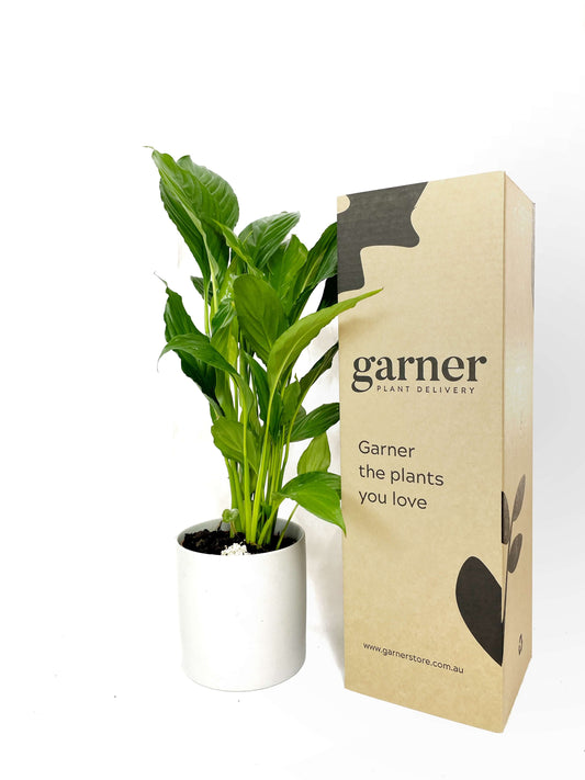 Peace Lily in ceramic pot and Garner Plant Delivery Packaging Potted indoor plant delivery Melbourne | same day plant delivery Melbourne | indoor potted plant gifts delivered same day Melbourne | Flower plants delivery